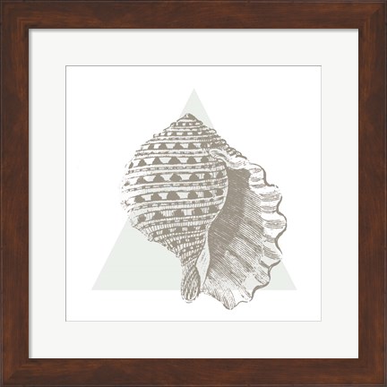 Framed Conchology Sketches III Print