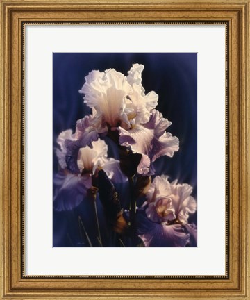 Framed Purple Iris Print
