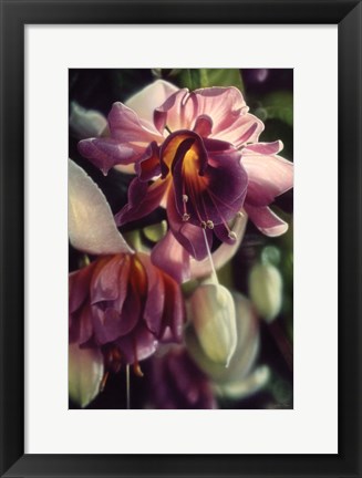 Framed Fuchsia Print