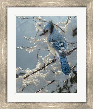 Framed Blue Jay - On the Fence Print
