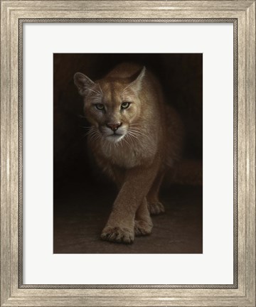 Framed Cougar - Emergence Print