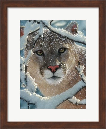 Framed Cougar - Silent Encounter Print