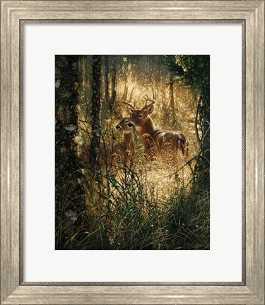 Framed Whitetail Deer - A Golden Moment Print