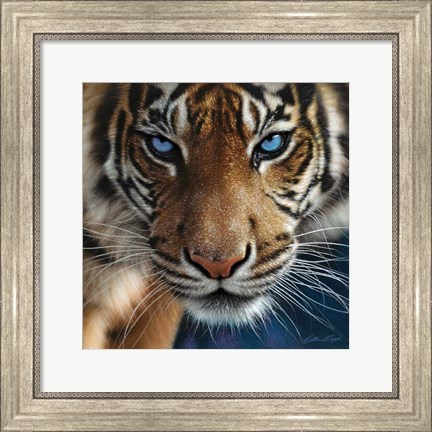 Framed Tiger - Blue Eyes Print