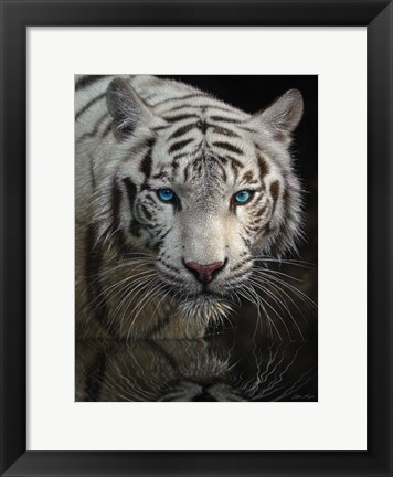 Framed White Tiger - Into the Light Print