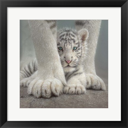 Framed White Tiger Cub - Sheltered Print