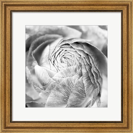 Framed Ranunculus Abstract II BW Light Print