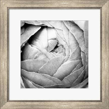 Framed Ranunculus Abstract III BW Light Print