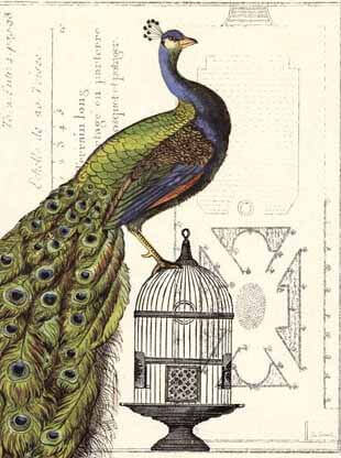 Peacock Birdcage I