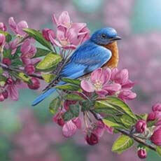 Garden Sapphire - Bluebird
