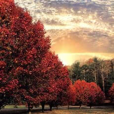 Crimson Trees by Celebrate Life Gallery