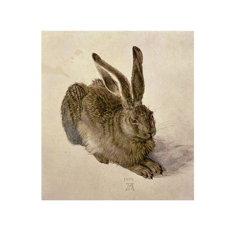 Young Hare, c.1502 by Albrecht Durer Art Print