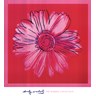 Daisy, c. 1982 (crimson and pink) Fine Art Print by Andy Warhol at ...