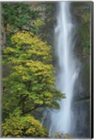 Multnomah Falls color Fine Art Print