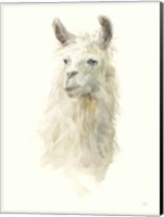 Classic Llamas II Fine Art Print