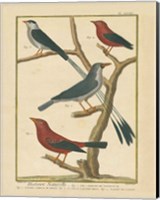 Bird Drawing III Fine Art Print