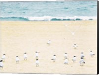 Relaxed Seagulls Fine Art Print