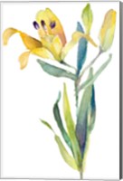 Yellow Lily Fine Art Print