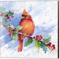 Cardinal on Holly Branch Fine Art Print