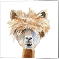 Llama with Bangs Fine Art Print
