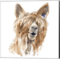 Shaggy Llama Fine Art Print