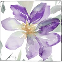Clematis in Purple Shades II Fine Art Print