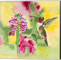 Watercolor Hummingbird Fine Art Print