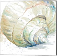 Water Conch Fine Art Print