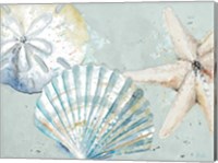 Beach Shells Fine Art Print