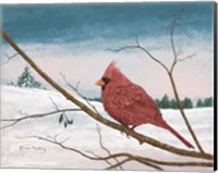 Auburn Cardinal Fine Art Print