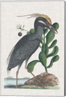 Catesby Heron I Fine Art Print