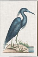 Catesby Heron II Fine Art Print