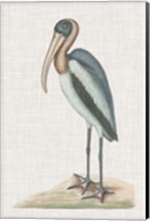 Catesby Heron IV Fine Art Print