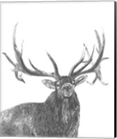 Wildlife Snapshot: Elk Fine Art Print