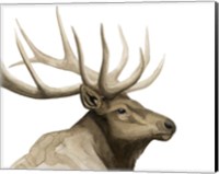 Call of the Elk I Fine Art Print