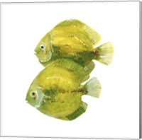 Discus Fish II Fine Art Print