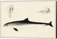 Antique Dolphin Study II Fine Art Print