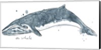 Cetacea Sei Whale Fine Art Print