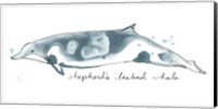 Cetacea Shepherd's Beak Whale Fine Art Print
