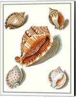 Collected Shells VII Fine Art Print