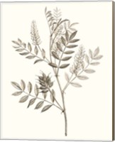 Neutral Botanical Study III Fine Art Print
