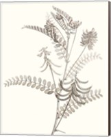 Neutral Botanical Study VII Fine Art Print