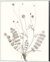 Neutral Botanical Study IX Fine Art Print