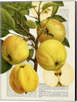 Fruits de Saison, Pommes Fine Art Print