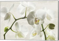 Ivory Orchids Fine Art Print