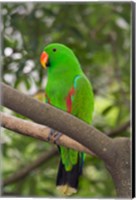 Singapore Colorful Green Parrot Fine Art Print