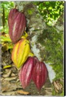 Cuba, Baracoa Cacao Pods Hanging On Tree Fine Art Print