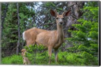 Deer In The Assiniboine Park, Canada Fine Art Print