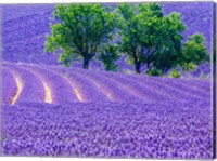 France, Provence, Lavender Field On The Valensole Plateau Fine Art Print