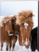 Icelandic Horses With Typical Thick Shaggy Winter Coat, Iceland 12 Fine Art Print